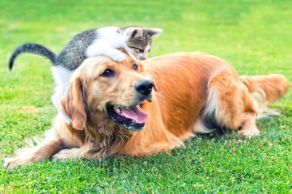 Dog and cat playing together