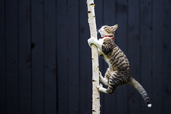 Tabby cat climbing a tree