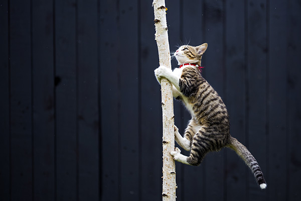 Tabby cat climbing a tree Cat Boarding Hotel in St. Louis, MO