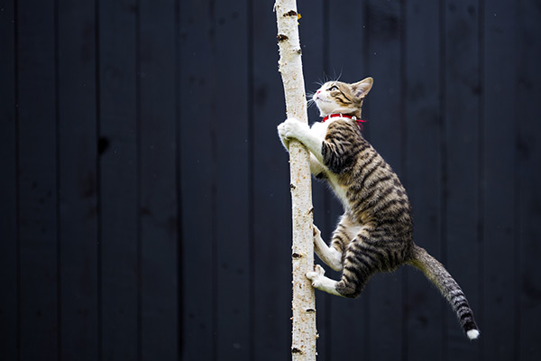 Cat Boarding Hotel in St. Louis, MO