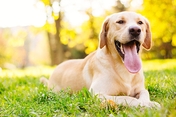 Happy dog at overnight dog boarding facility