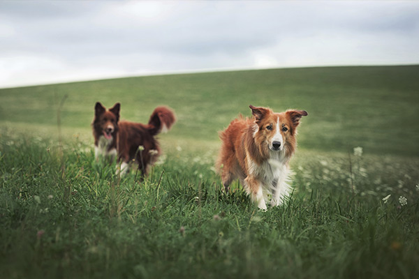 Two collie mixes running through a field Best Dog Daycare Services in St. Louis MO