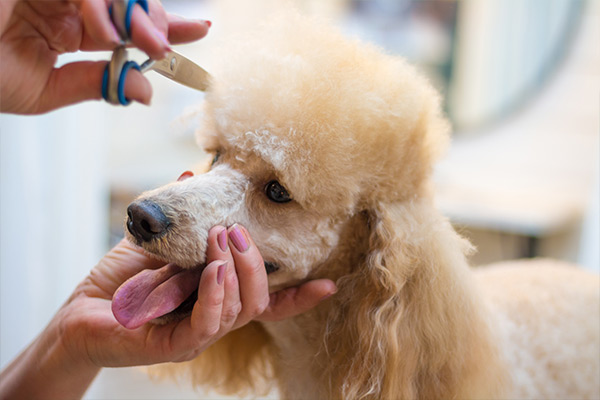 Poodle getting a haircut