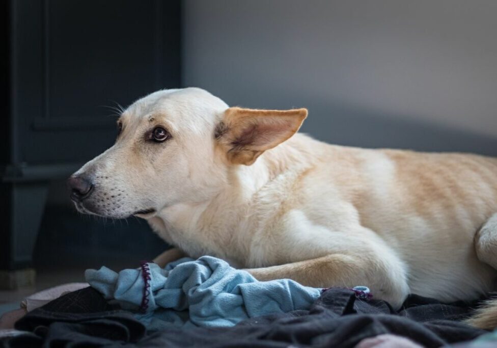 Boarding a Dog with Separation Anxiety at SMPC