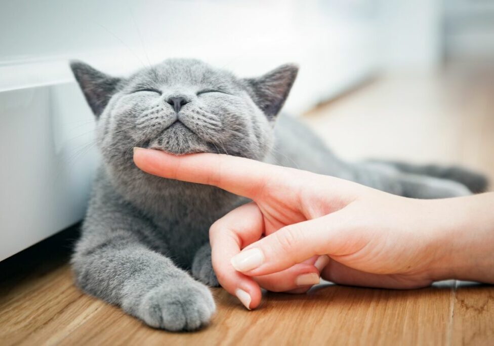 Choosing a Cat Boarding Facility