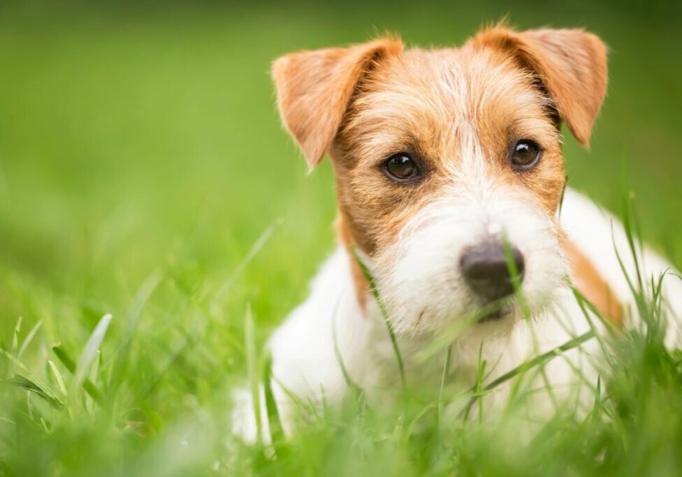 Choosing a Dog Boarding Facility