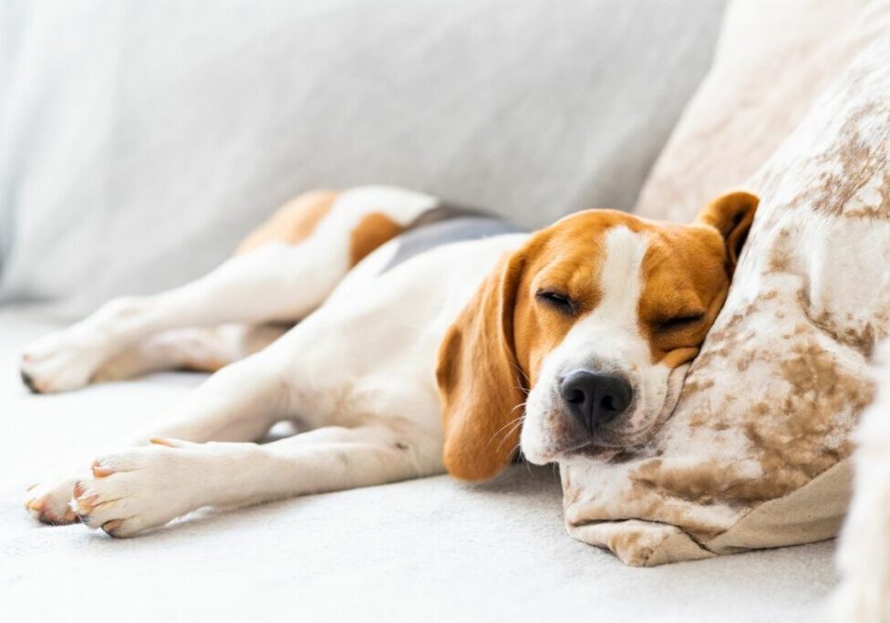 Dog Tired After Daycare