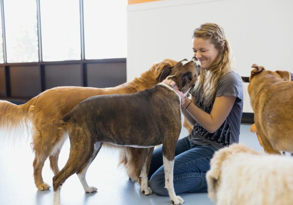 How Do I know If My Dog Likes Daycare