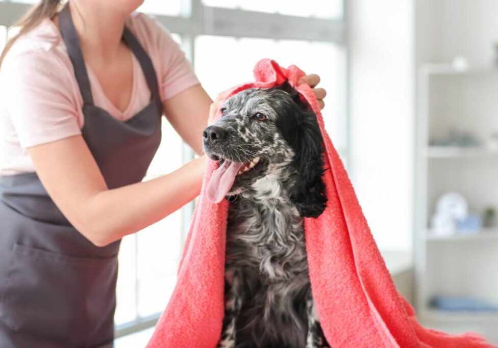 How Long Does Dog Grooming Take