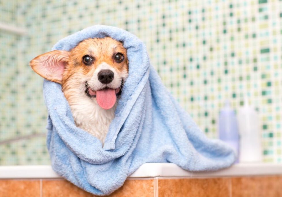 How Often Should You Groom Your Dog