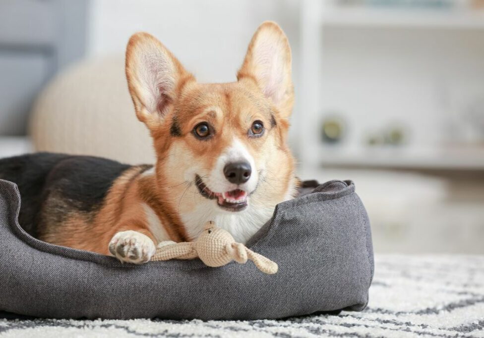Preparing for Dog Boarding Stay