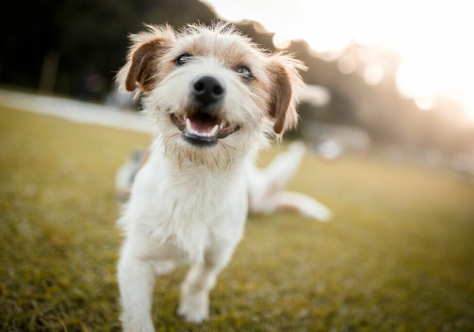 Types of Dog Boarding