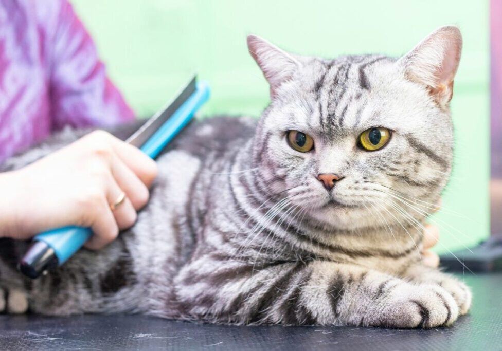 What Does Cat Grooming Include