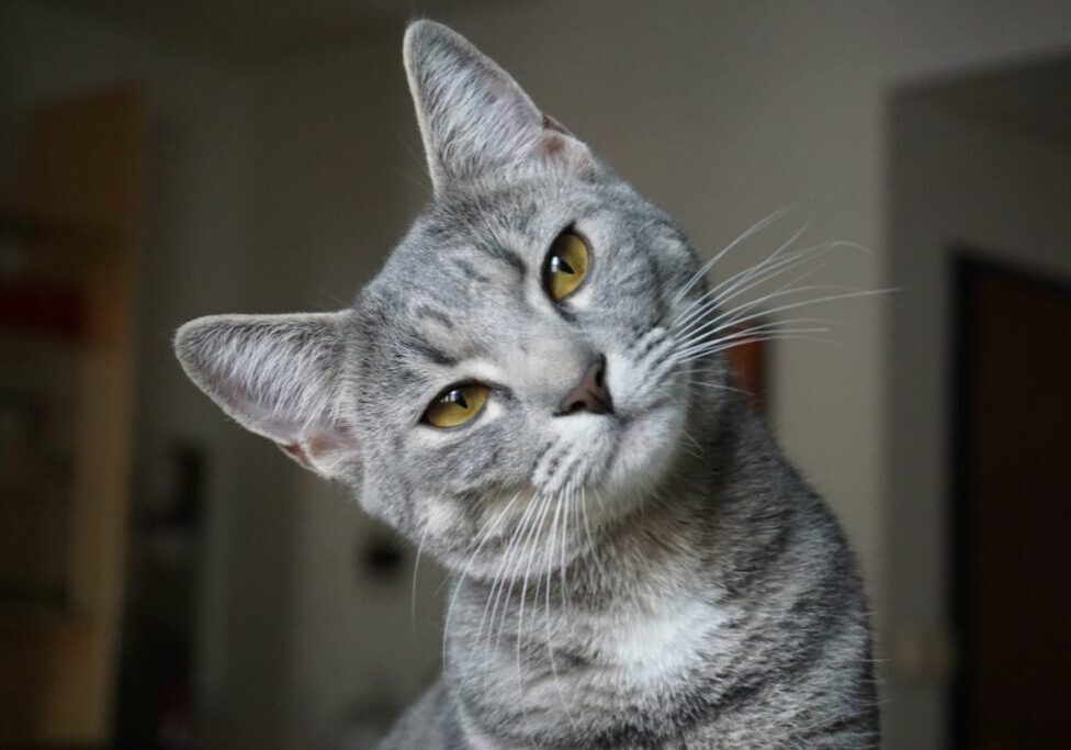 What is Cat Boarding - Types of Cat Boarding